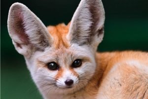 Hewan Terunik Yang Dapat Dipelihara