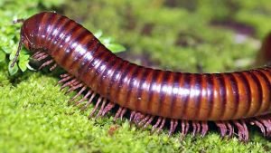 Hewan Peliharaan Arthropoda